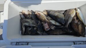 メバル―広島遊漁船海斗