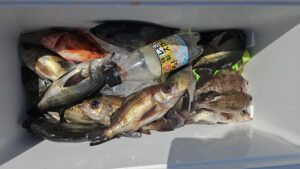 メバル―広島遊漁船海斗