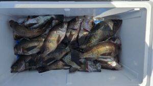 メバル―広島遊漁船海斗