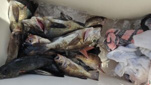 メバル―広島遊漁船海斗