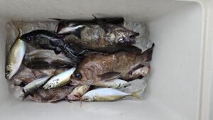 メバル―広島遊漁船海斗