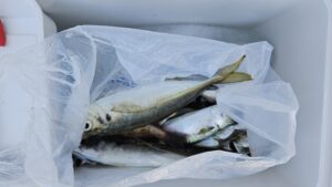 五目釣り―広島遊漁船海斗