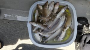 キスゴ―広島遊漁船海斗