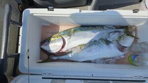 ライトジギング・落とし込み―広島遊漁船海斗