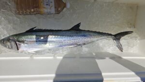 ライトジギング-広島遊漁船海斗