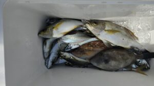 アジ・ウマズラハギ―広島遊漁船海斗