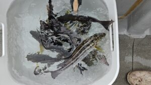 アジ・イサキ―広島遊漁船海斗