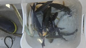 アジ・イサキ―広島遊漁船海斗