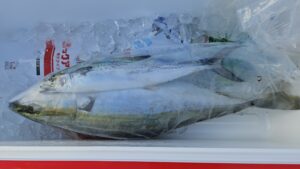 ライトジギング-広島遊漁船海斗