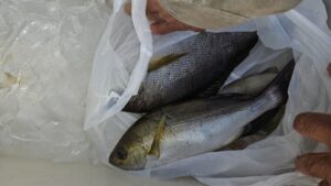 イサキ・ウマズラハギ―広島遊漁船海斗