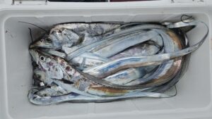 タチウオ―広島遊漁船海斗